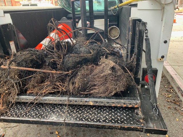 tree roots on maintenance trailer