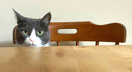 cat at table