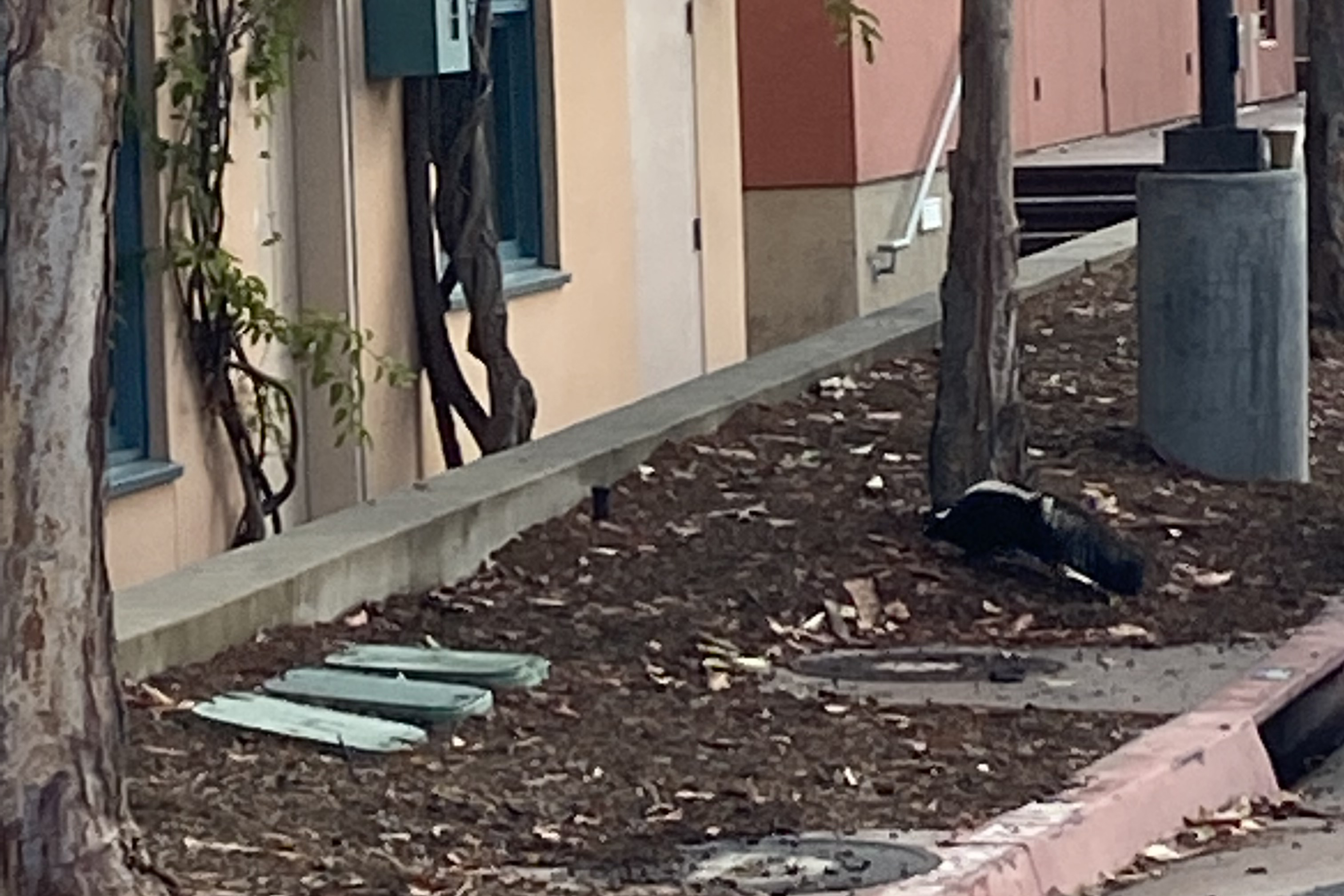 skunk outside office