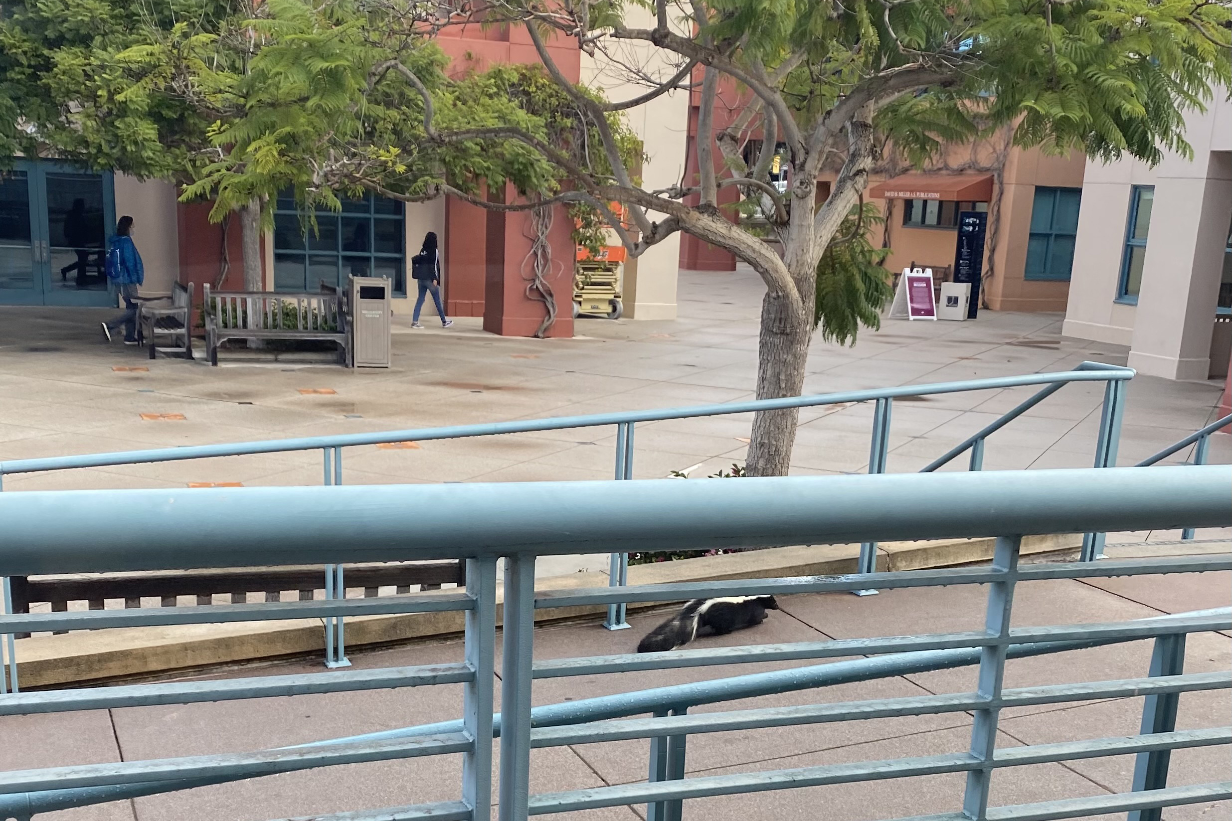 A skunk checks out the UCEN walkway.