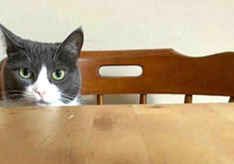 cat at table